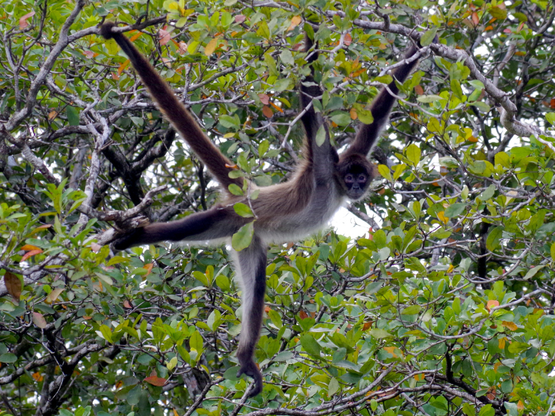spider monkey hanging from a tree branch in the belize jungle