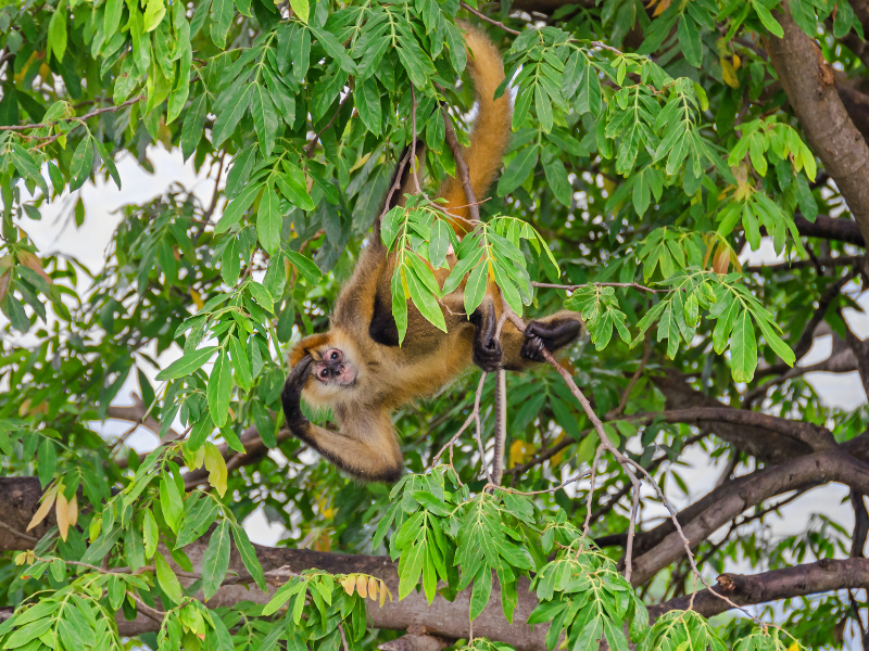 Spider monkey in a tree in Nicaragua
