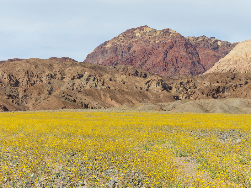 death valley desert covered in yellow flowers, the super bloom. a must on your california bucket list.