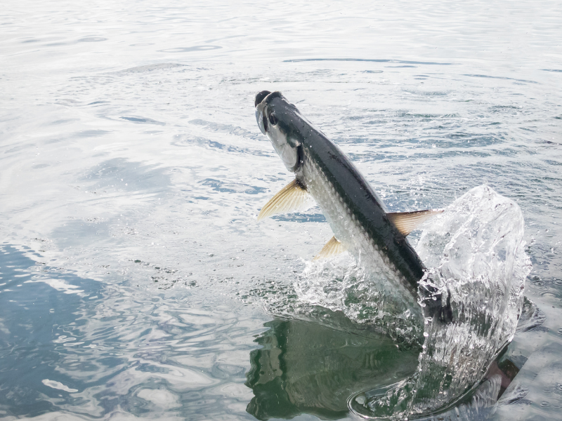 A fish jumping out of the water in Belize