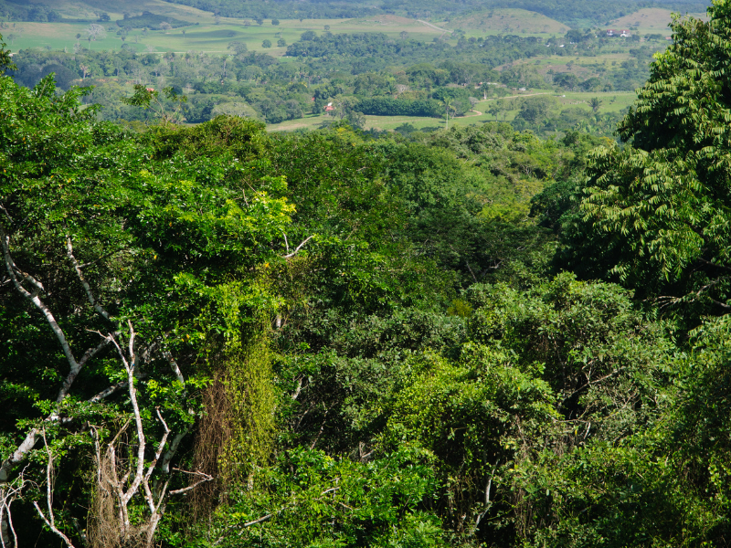 Lush tropical rainforest in Belize. This list of Belize travel tips mentions how you can access mobile data when traveling here.