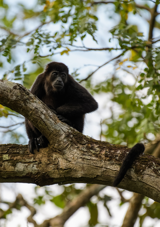 Ultimate Nosara, Costa Rica Travel Guide: 15 Epic Things to Do in Nosara!