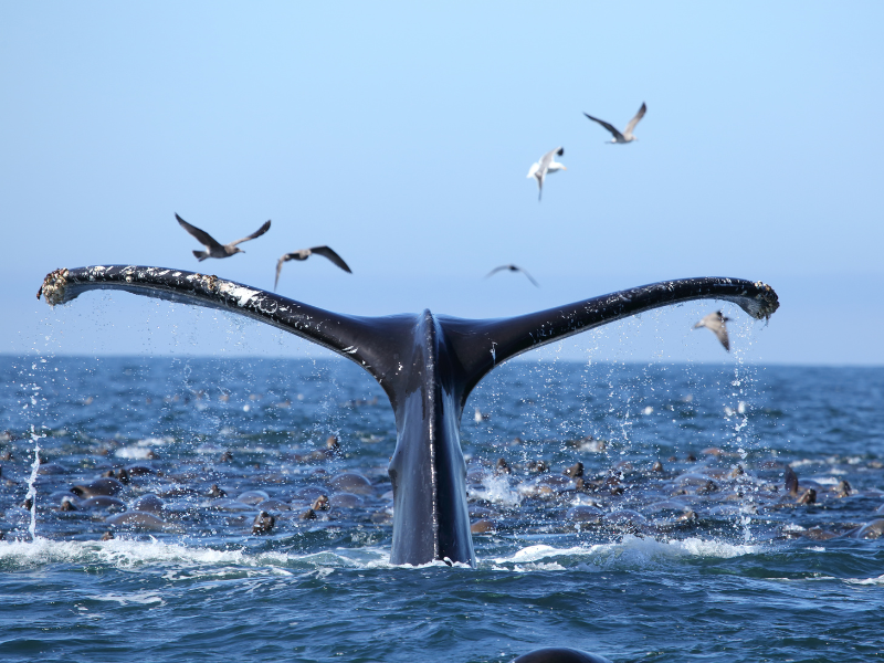 whale tail breaching in Monterey Bay california, a must on your california bucket list
